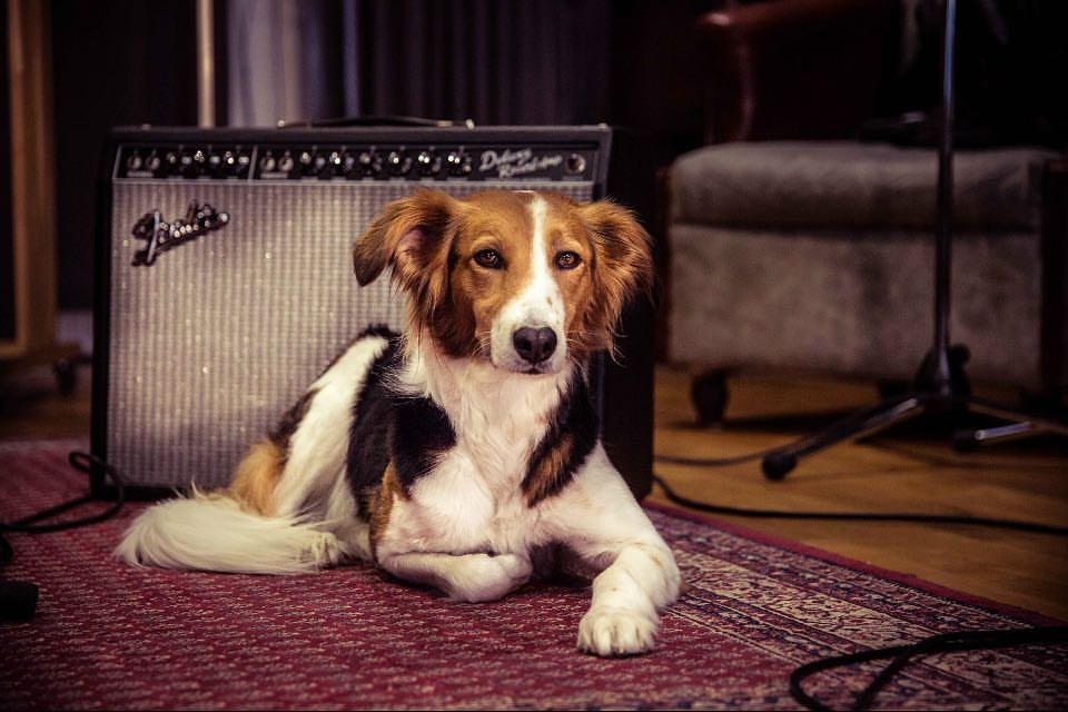 研究發現,讓狗狗聽音樂有助於消除焦慮,但並不是每一種類型的音樂都有這樣的效果。 Photo: Denise van Deesen Photographer