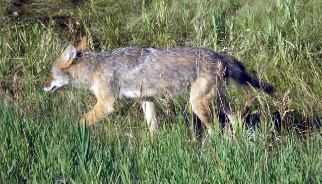在加拿大庫特尼國家公園，一隻郊狼正在草地上奔馳。 Photo: Ron Clausen