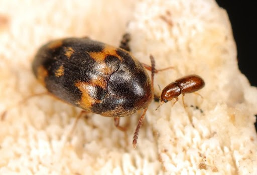 甲指會取食真菌子實體的甲蟲。圖為優偽蕈甲亞科的東方全偽蕈甲 Holostrophus orientalis 。攝影：黃福盛