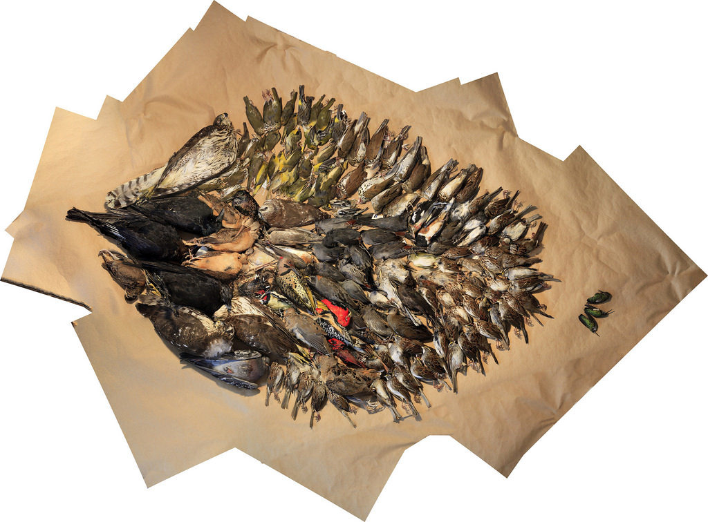 圖為華盛頓熄燈計畫在2013年遷徙季節時，蒐集到因撞擊建築物而死的鳥屍。志工們蒐集到的鳥屍也曾在博物館展出，讓更多民眾認識這項行動。圖片來源：USGS Bee Inventory and Monitoring Lab（CC0）。