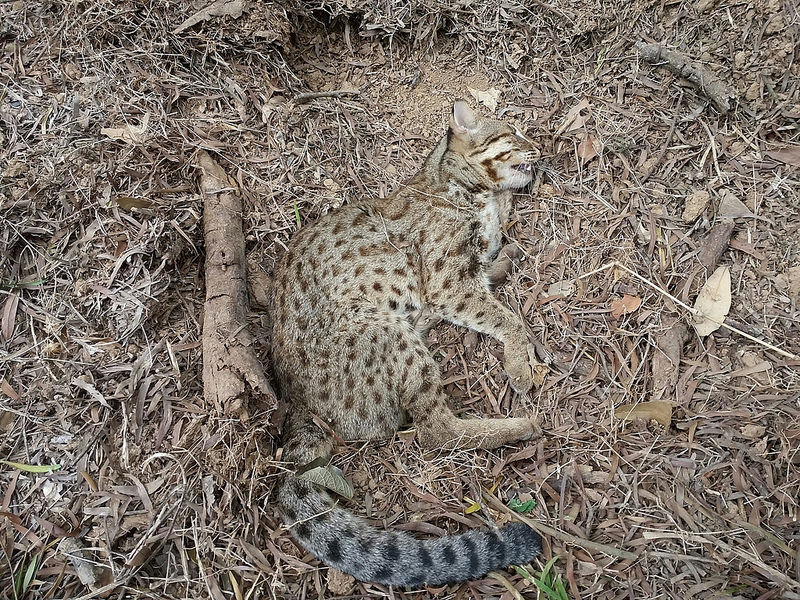 感染犬小病毒增加路殺風險,圖為苗栗市八甲道路殺石虎。苗栗縣政府提供。