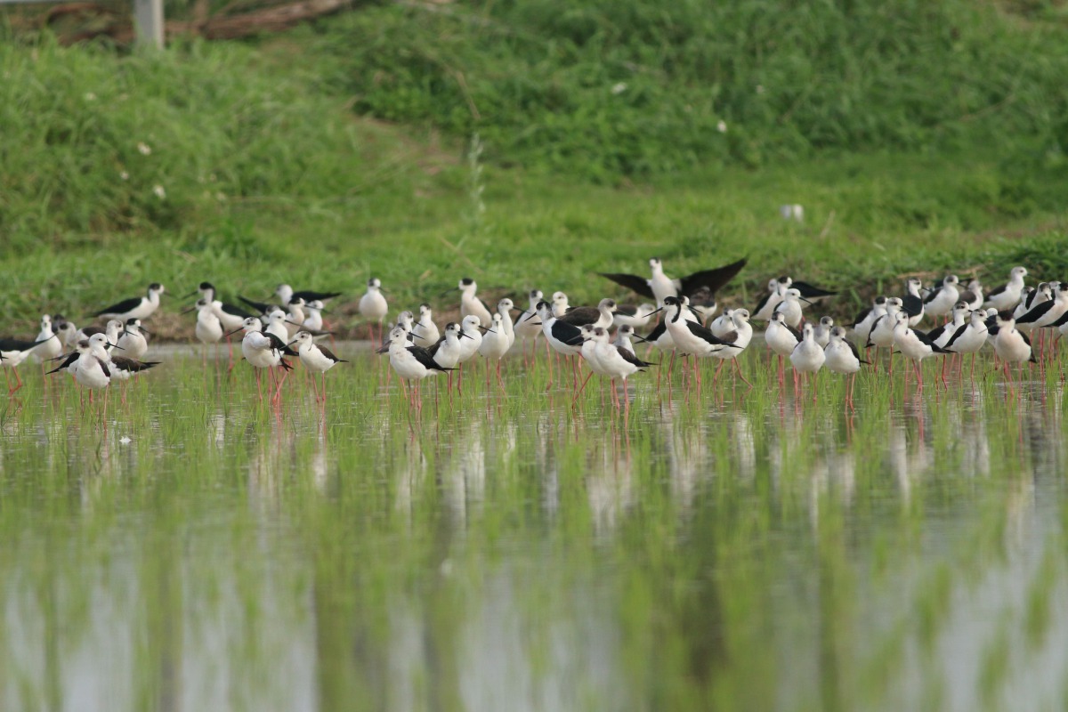 「2017第十九屆台北國際賞鳥博覽會」將在10月21、22日兩天在關渡自然公園登場。台北市動保處/提供