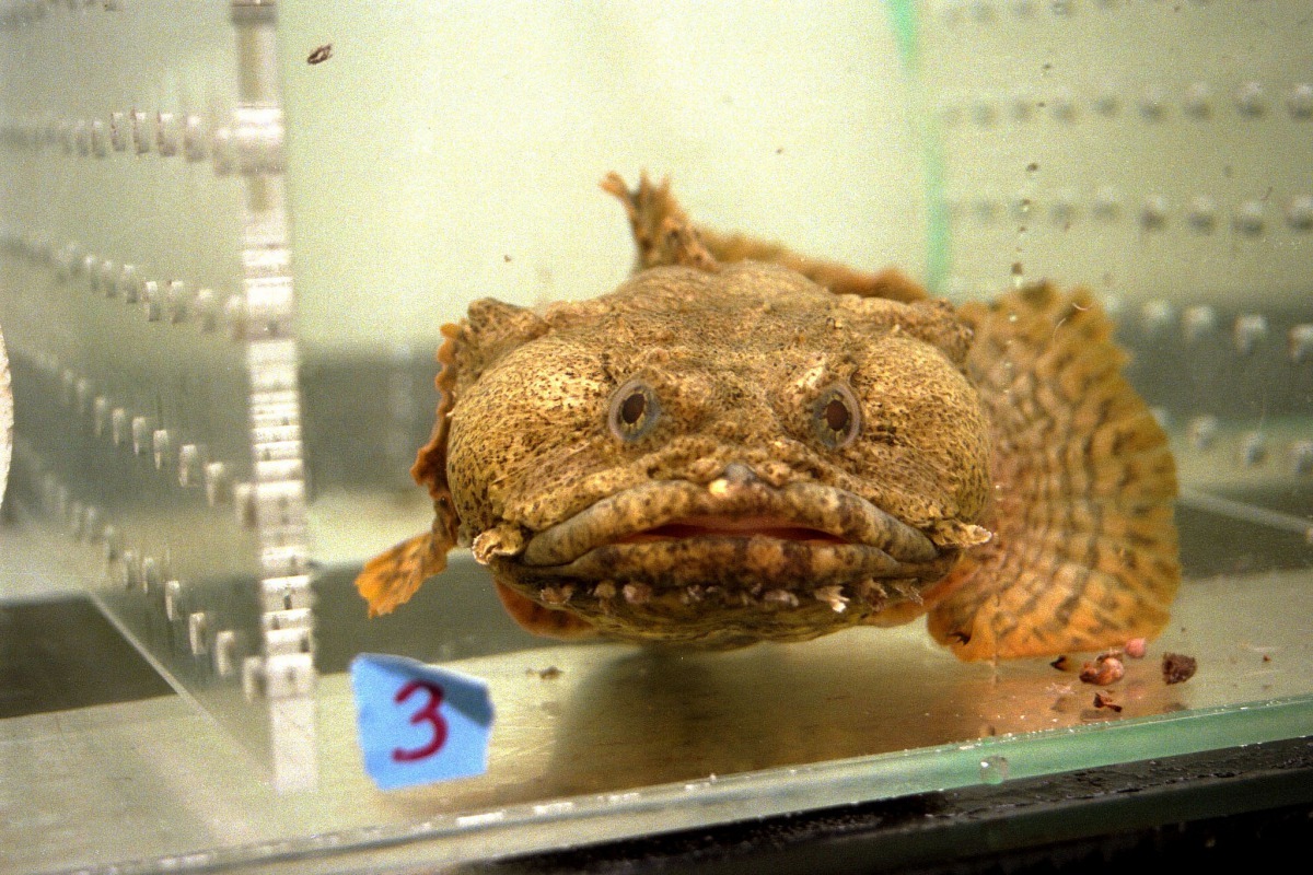 圖為吻雙蟾魚的近親毒棘豹蟾魚，NASA曾經將毒棘豹蟾魚送上太空任務兩次，兩次都平安回到地球表面上。 Photo: NASA Johnson