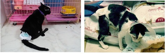 明志貓貓俱樂部中受傷的身障貓。明志貓貓俱樂部/提供