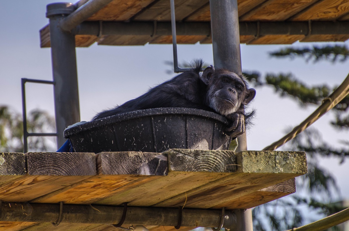 圖為一隻住在美國加州舊金山動物園的黑猩猩,趴在牠的小窩裡休息。 Photo: Wayne Hsieh