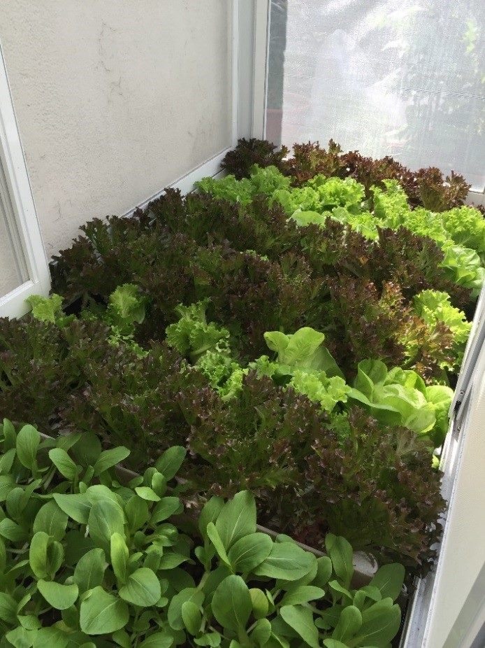 魚菜共生系統一個多月蔬菜已經生長茂密。臺北市公園處/提供