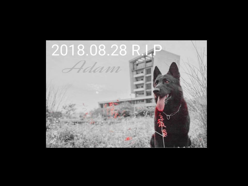 隸屬消防署特種搜救隊搜救犬「亞當」,於8/28病逝。翻攝自臉書/臺中GoGo - 狗狗 -臺中搜救犬