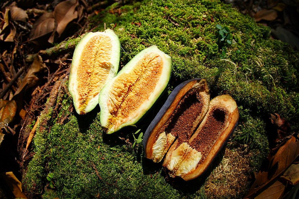 愛玉子就是蟲癭利用的一種，果實受到刺激而誘發增生特殊構造(蟲癭)。林務局/提供