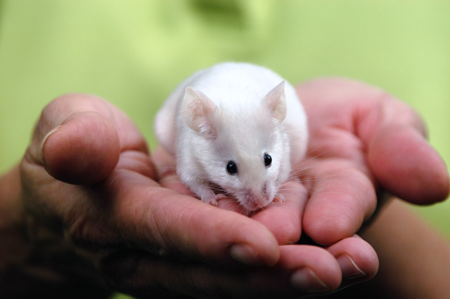 農委會正就實驗動物照護及使用委員會或小組設置及管理辦法進行修法,並新編實驗動物照護及使用指引,以加強未來實驗動物人道管理。取自Kim Carpenter