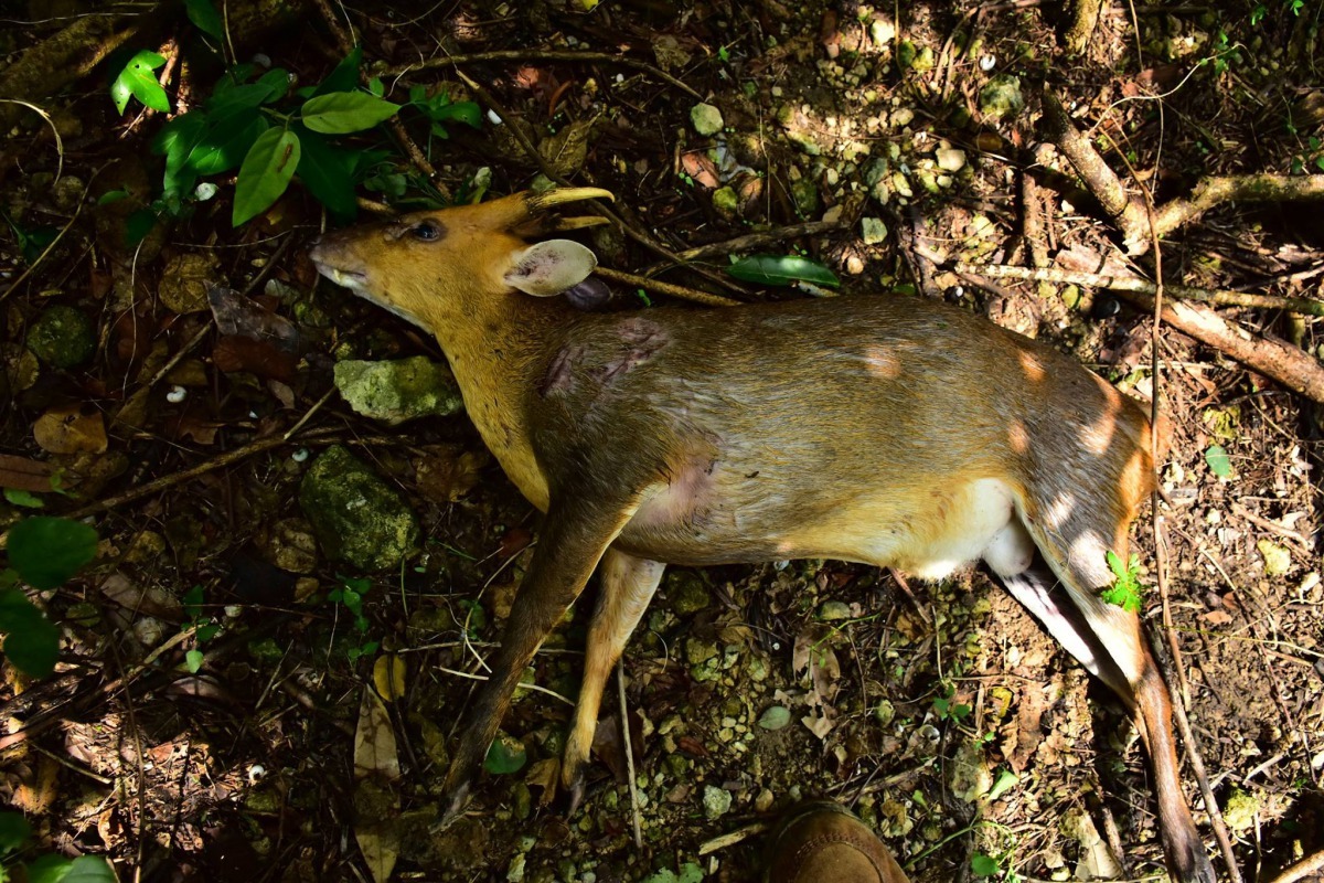 遭攻擊的山羌。攝/壽山林先生 希望/提供