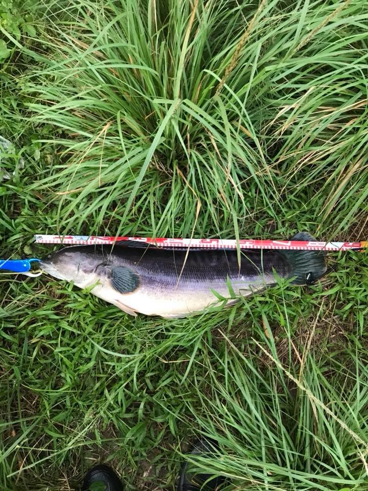 魚虎。 希望/提供