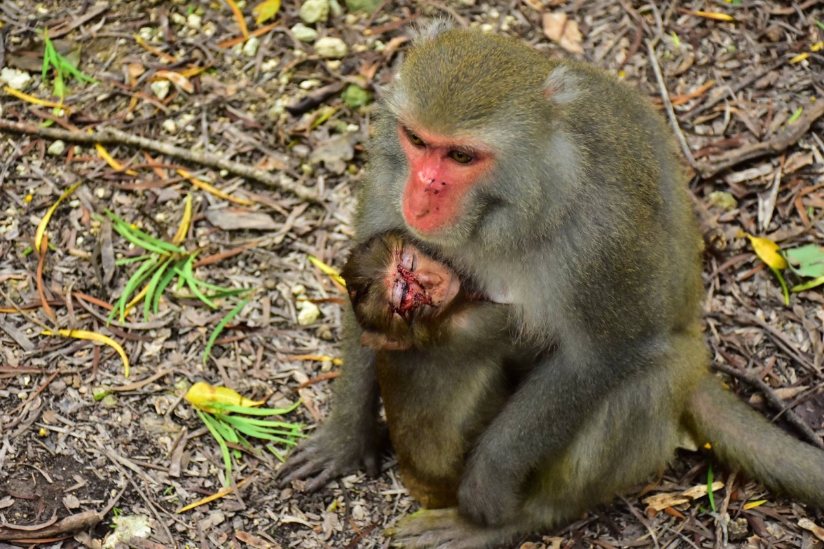 遭攻擊受傷的幼猴。攝/壽山林先生 希望/提供