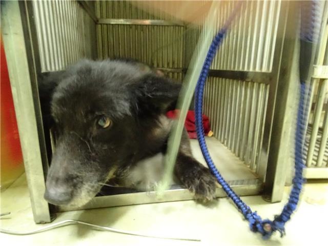 圖為台北市動保處待領養狗狗，非當事狗。翻攝自台北市動保處網站