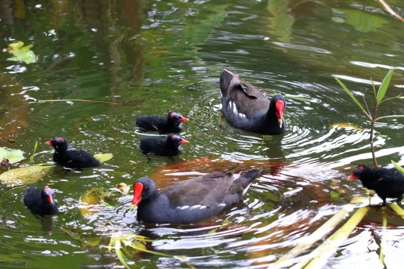 國父紀念館中山公園翠湖紅冠水雞全家福。文化部/提供