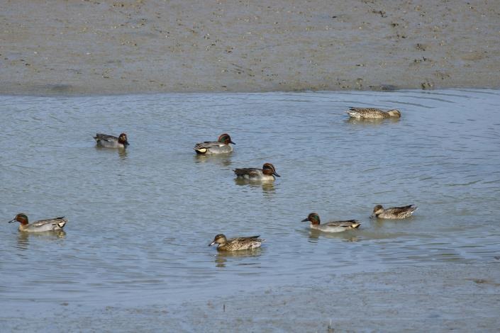 小水鴨呼朋引伴的大駕光臨社子島濕地,令人驚喜不已!台北市政府/提供