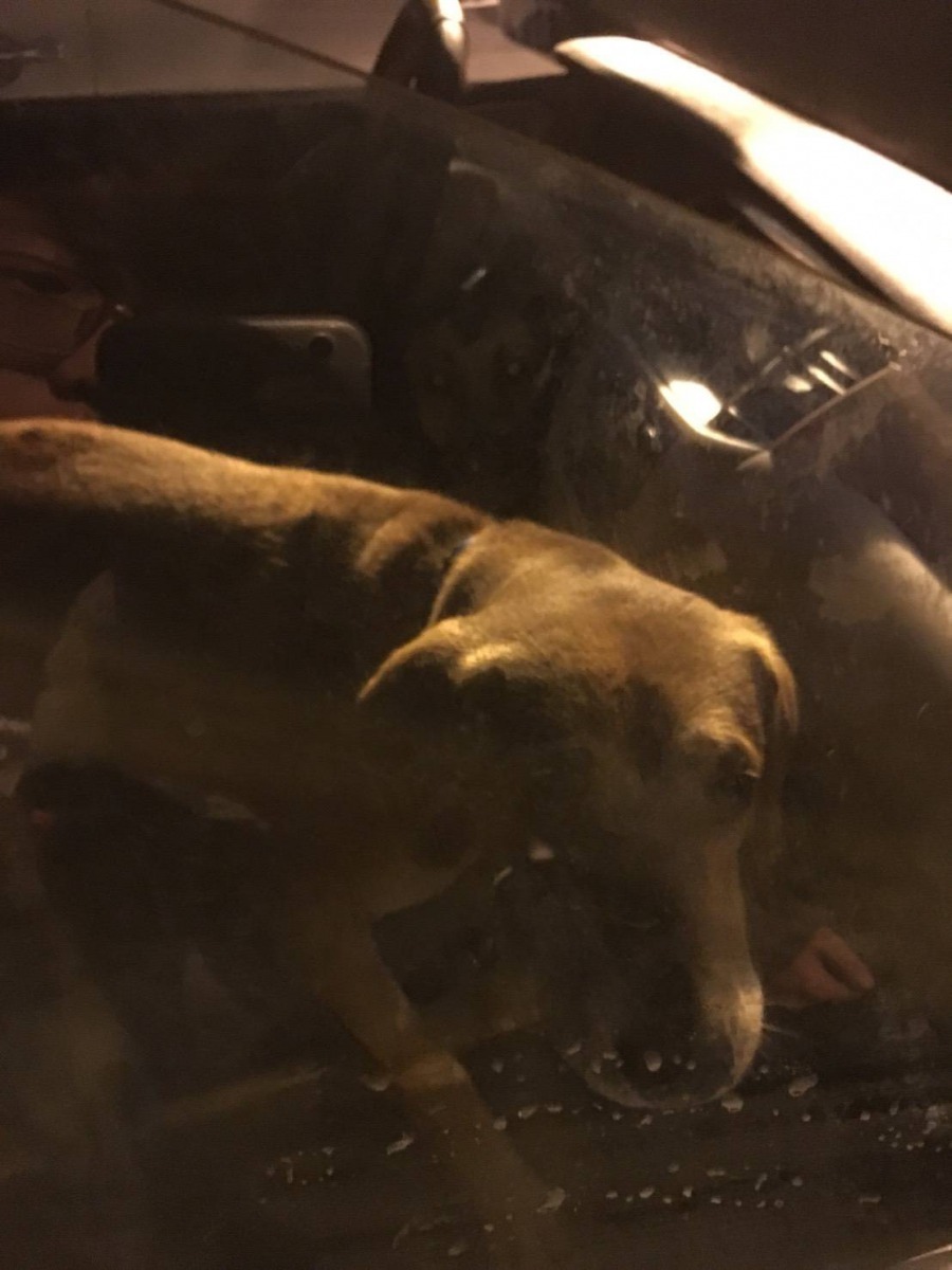 2隻米克斯犬被留置在轎車內不停吠叫，引來民眾關心。劉凱/翻攝