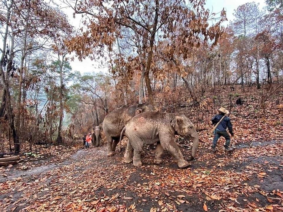人們徒步將大象送回野外。圖片來源／Save Elephant Foundation