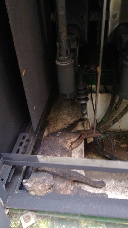 桃園楊梅一處社區變電箱因遭動物誤入造成停電，疑似遭電死的動物被懷疑是「石虎」，需等動保處進一歩鑑定。取自/瑞坪里里長呂芳盛臉書