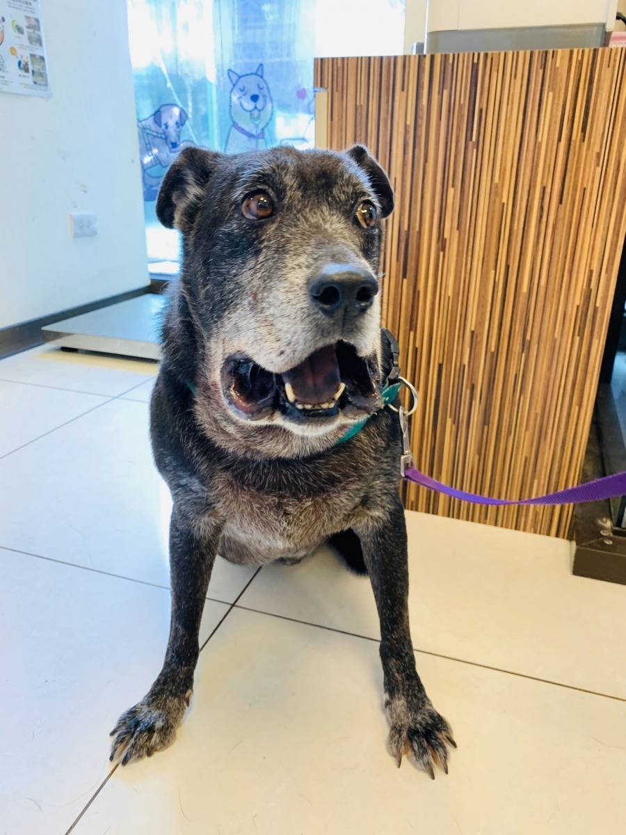 剛被咬傷第一天下顎腫脹。APA/提供