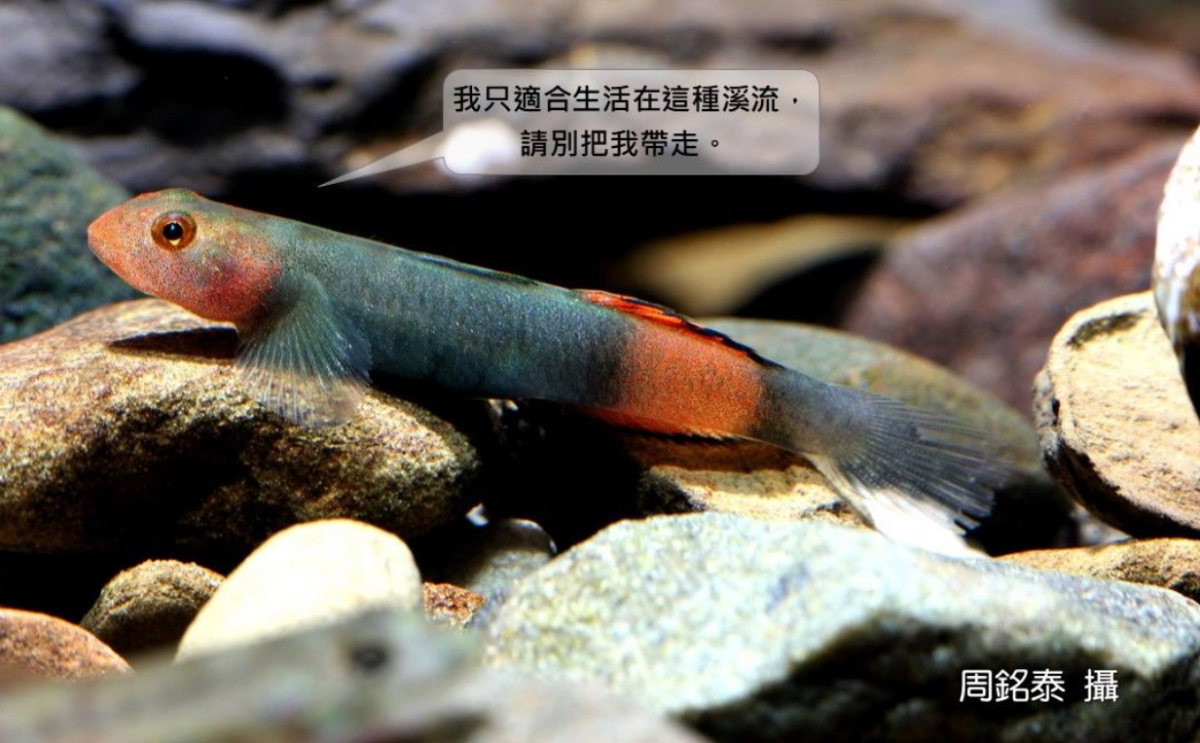 圖為紅鰭韌鰕虎。韌鰕虎是一種溯溪生殖的小型溪流底棲魚類，成魚有著寶藍或朱紅的半透明色塊，在牠的腰間有兩道暗色環帶，宛如古人所稱名為「韌」的衣帶，這也是韌鰕虎得名的由來。 合作廠商