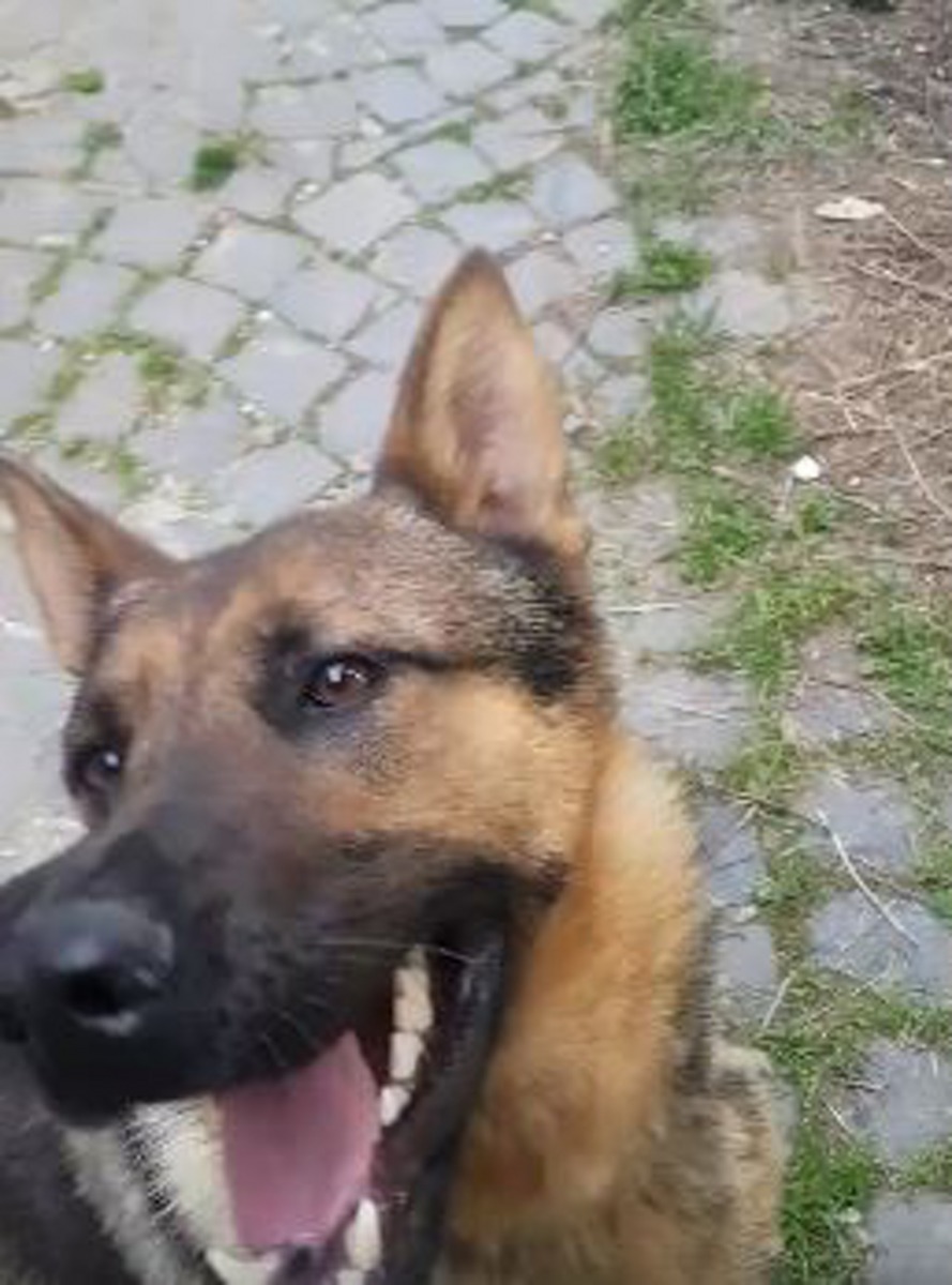 當地動物救援組織Animalisti Italiani發言人對事件表示遺憾，希望有關當局可盡快將施毒者緝拿。（Fabiano Ettore）
