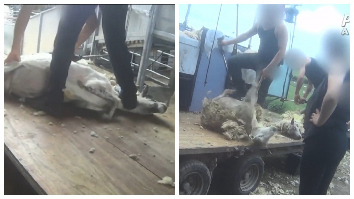腳踩羊頸,單手拉起羊腿,工人們疲累與酷熱難耐的感受,都向羊隻發洩。(PETA Asia影片截圖)