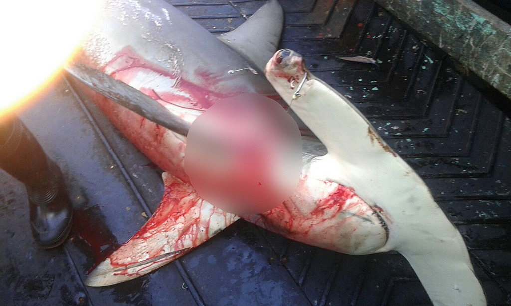 船員提供數張捕捉到鎚頭鯊的照片。圖片來源:環境正義基金會提供。