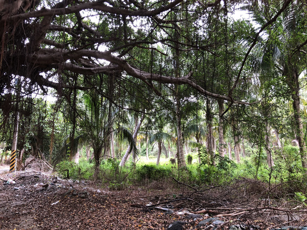七星潭工業區周圍開闊的土地，是沙蜥會利用的棲地。攝影：廖靜蕙