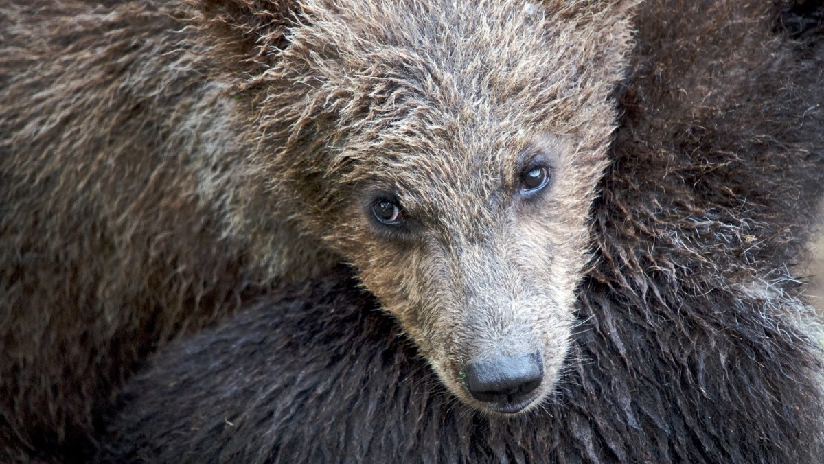 會舉辦這樣的活動，也是希望可以提升大家的動保意識。 Photo: Katmai National Park & Preserv
