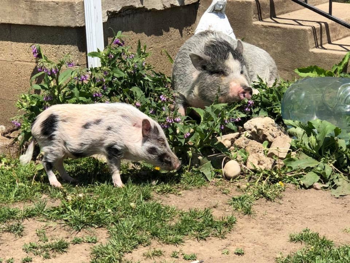 Beacon和牠的新朋友。（Facebook圖片：Beacon the Piggy of Light and Hope）