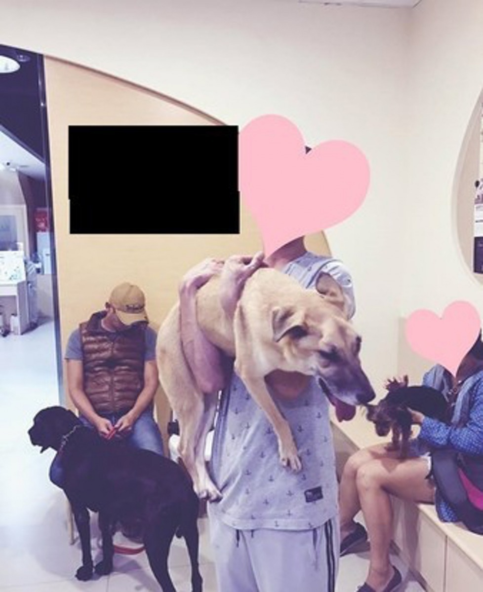 獸醫判斷妹妹可能因為三年前曾遭虐待的關係，造成頭骨變形萎縮，神經系統亦因此受損。（萌犬食堂寵物美容）