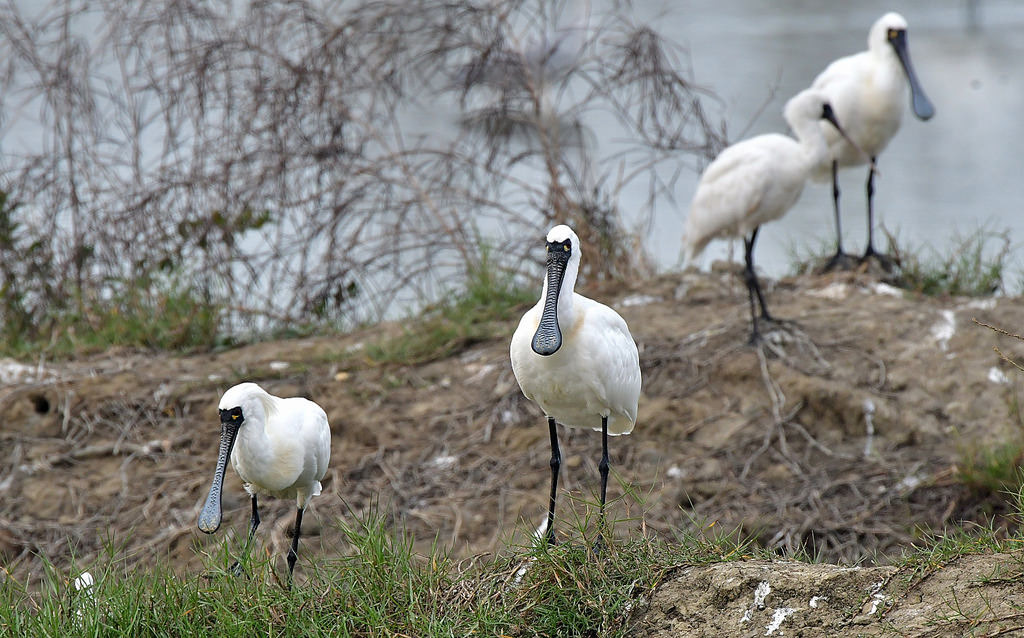 西南沿海是過境水鳥重要的棲地,更是全球六成黑面琵鷺的度冬棲地。攝影:郭東輝;中華鳥會提供。