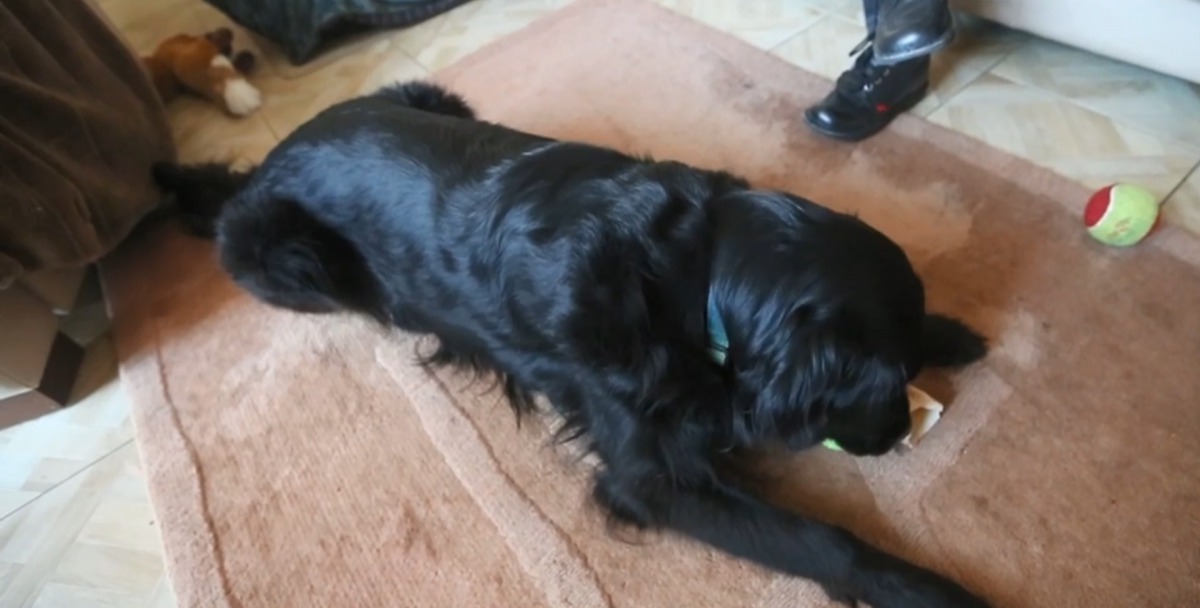 Emma退役後,Rowena沒有導盲犬,生活變得一團糟。(Daily Post Wales)