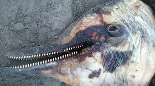 RIP頭部特寫,郭祥廈攝。