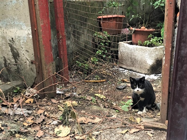 老社區中，浪貓隨處可見，與人類生活零距離。（圖片／老郭提供）