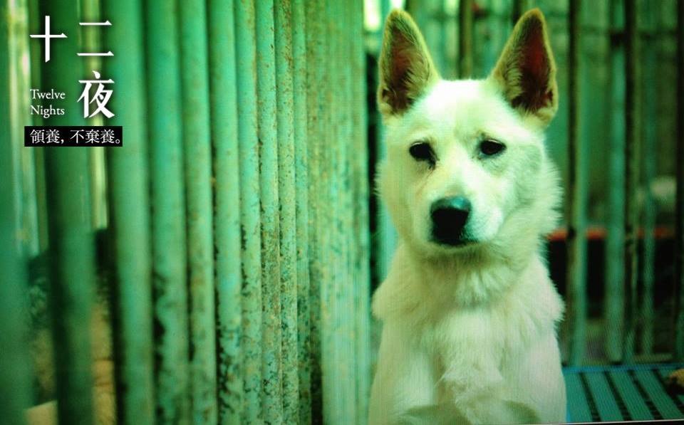 因為看到動物受傷而憐憫，與真正重視動物福利與生存權之間的距離，我們還需要更多生命教育。（圖片／十二夜電影提供）