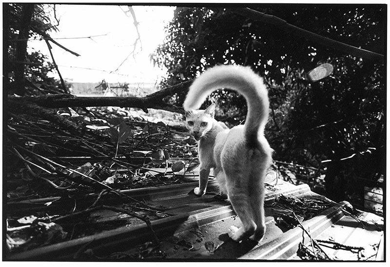 地球這顆星上,需要所有生物溫柔相待。(圖片/動平會提供、吳毅平攝)