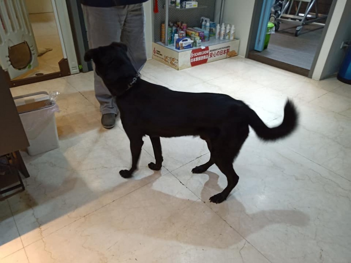 黑皮的披毛亮麗,可以看出主人非常愛鍚牠。(Facebook圖片:高泰泰)