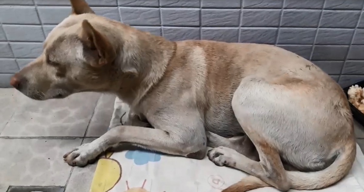 狗狗瑟縮在路上。（影片截圖）