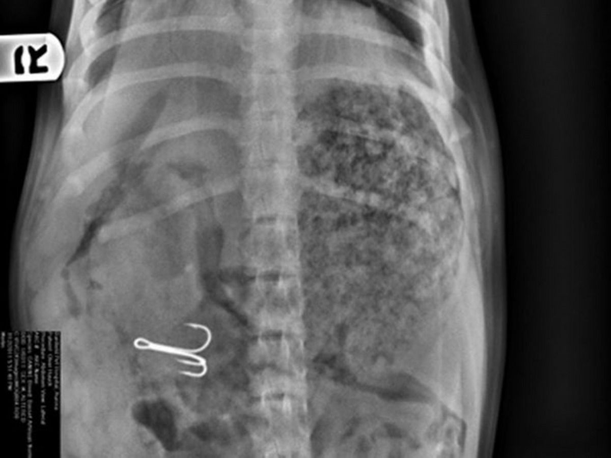 有狗狗甚至吃下了釣魚勾，寵主們請小心擺放這些危險品！（資料圖片）