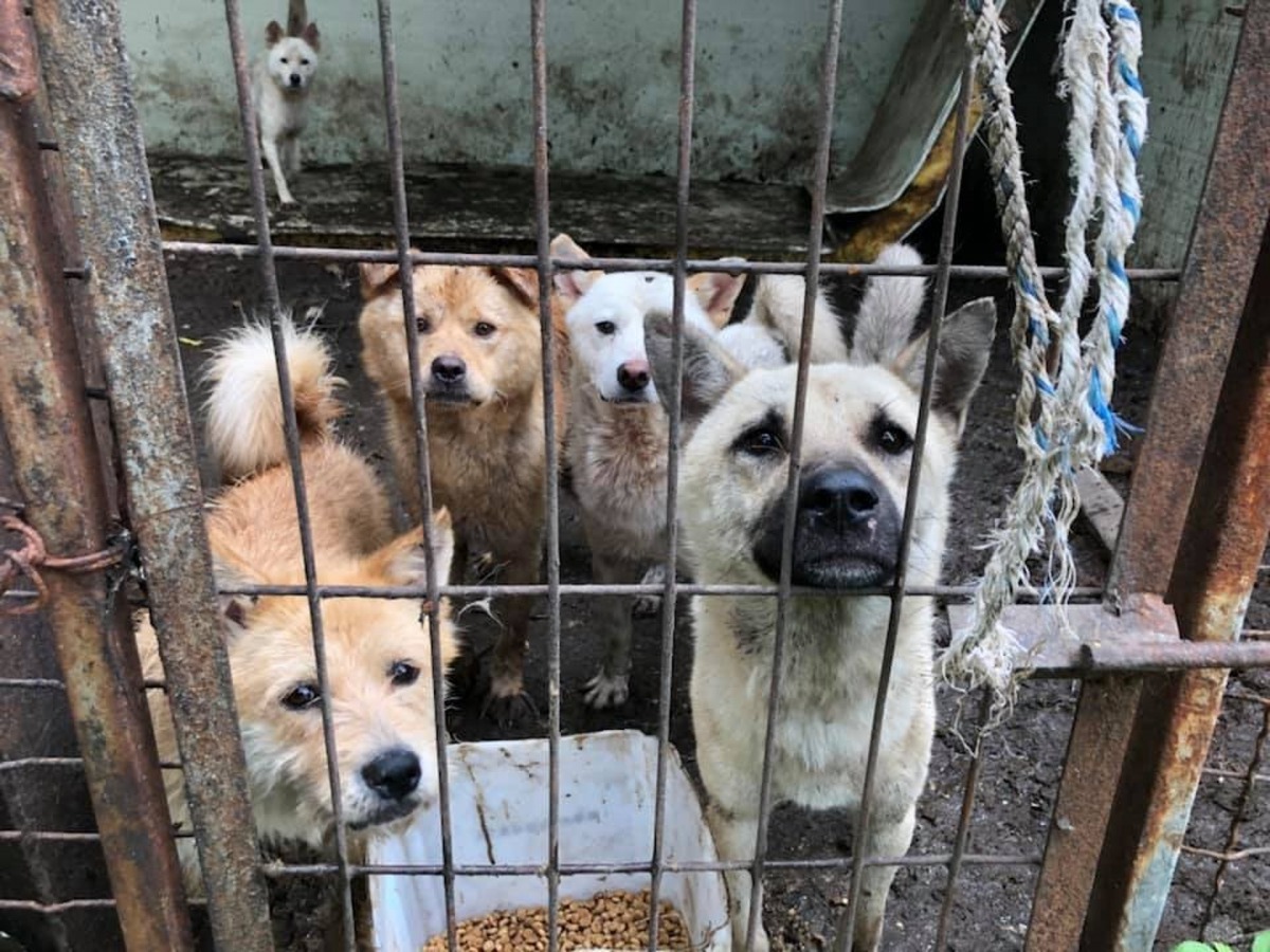 韓國至今仍保有吃狗肉的文化,每年有過百萬隻狗因此被屠宰。(Facebook@CARE)
