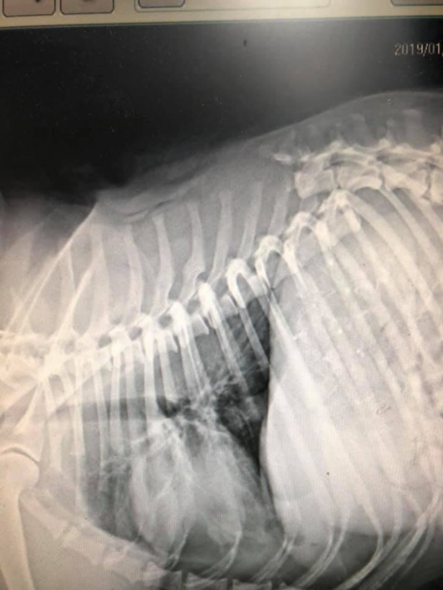 由於牠脊椎斷裂，醫生也認為撐不下去。（Facebook圖片：芎林是我家）