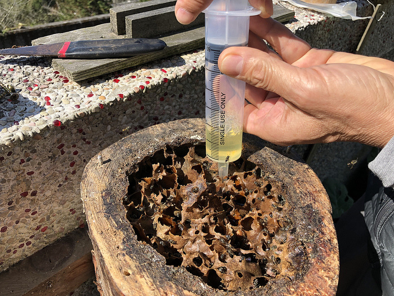 伍憲章以針筒取蜜。攝影:廖靜蕙