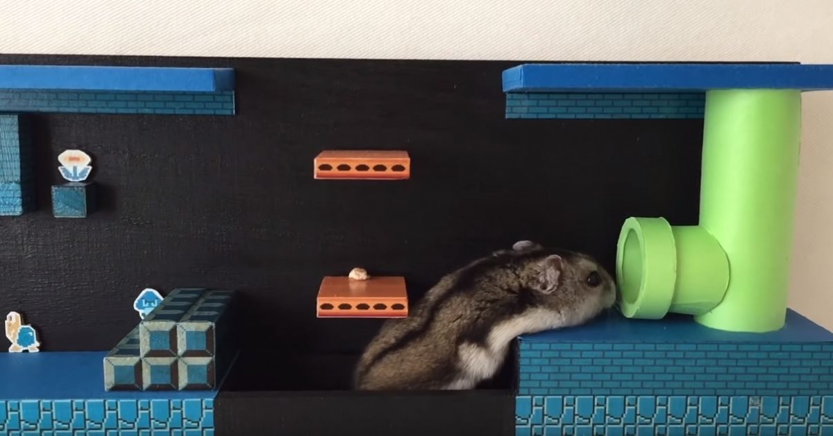 其實該名飼主還有製作其他幾關的場景。（Youtube@yutako55）