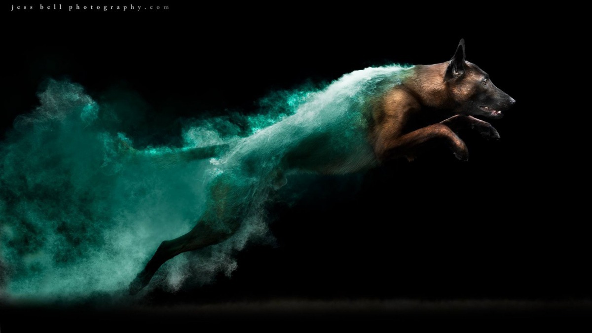 狗隻身上的粉末展現出牠躍動時的爆發力。(JESS BELL PHOTOGRAPHY)