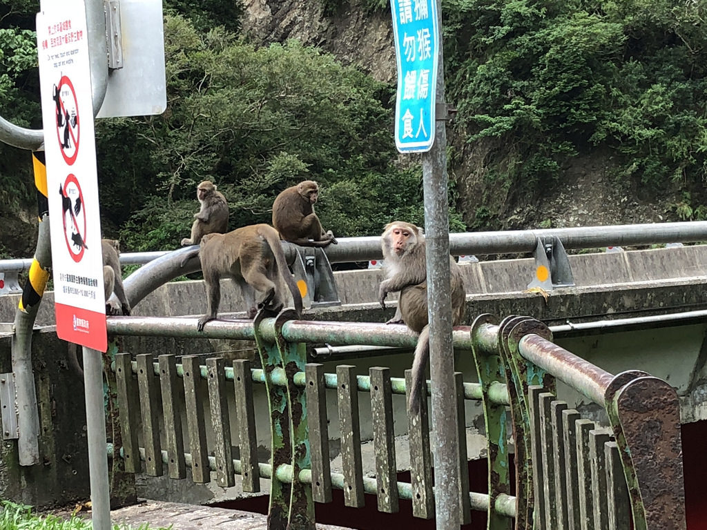 登仙橋上的猴群。攝影:廖靜蕙