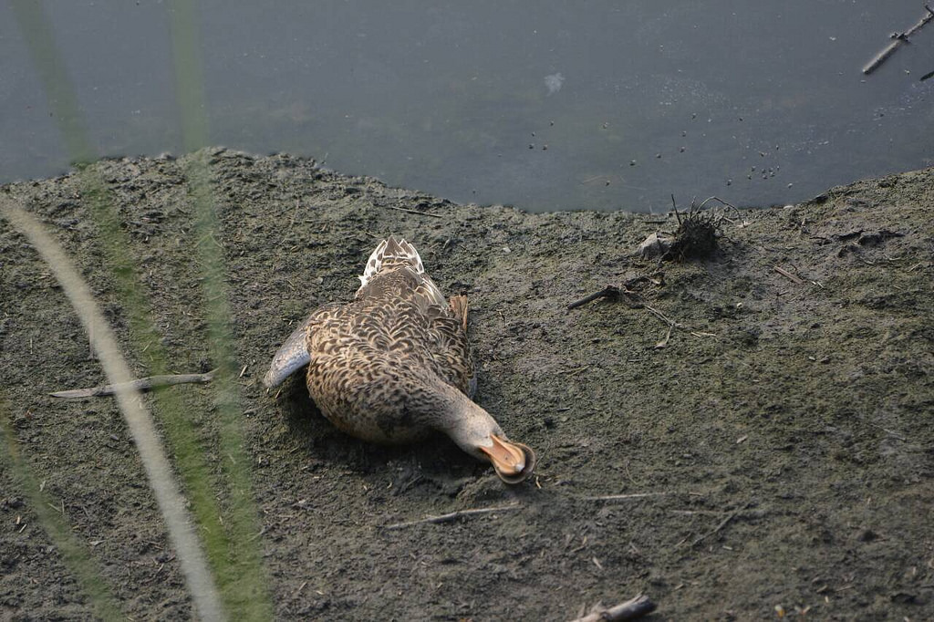 高屏溪過境水鳥暴斃這不是第一次,圖片為2015年中毒死亡的雁鴨。圖片來源:高雄鳥會