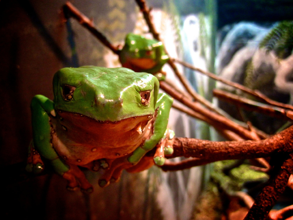 目前，來自雙色猴樹蛙的Kambo療效尚未獲得科學實證，但仍有不少民眾願意一試。 Photo: Via Tsuji