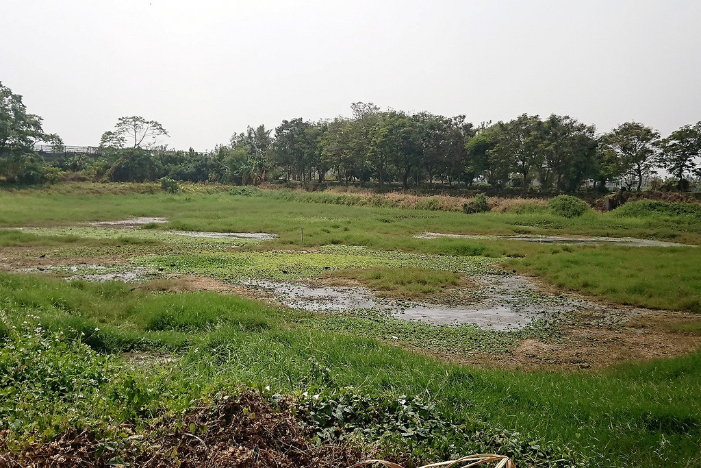 劉孝伸租下美濃湖旁的低窪地，種植菱角、芡實，打造適合水雉棲息的環境。圖片來源：劉孝伸。