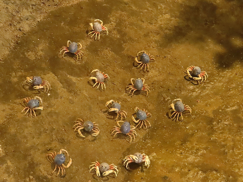 將和尚蟹放大，濕地珍寶一清二楚。攝影：廖靜蕙